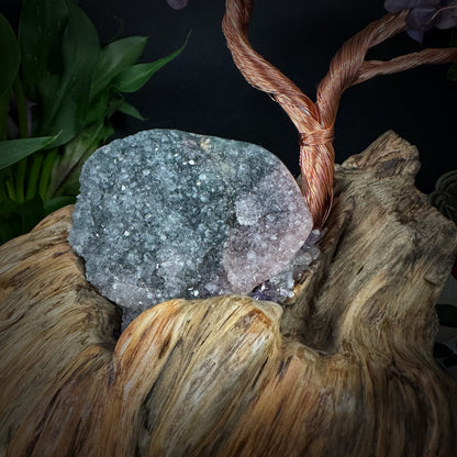 Lilac Flame Tree of Balance