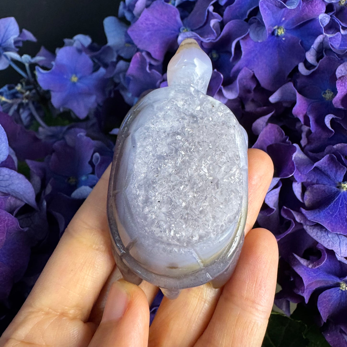 Treasure Turtle of AbundanceT#004