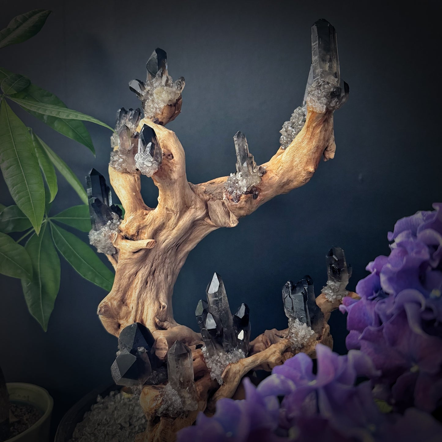 Tree of Grounding · Smoky Quartz on Ancient Wood