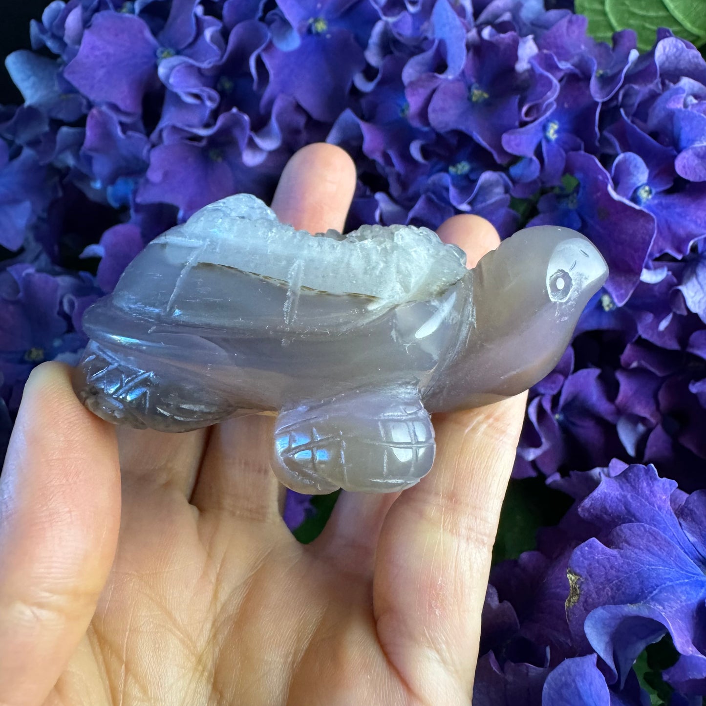 Treasure Turtle of AbundanceT#005