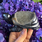 Treasure Turtle of AbundanceT#003