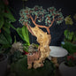 The Rooted Whisper