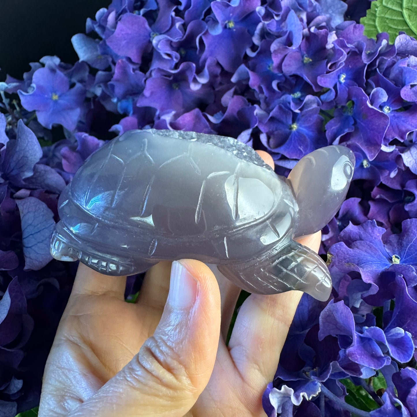 Treasure Turtle of AbundanceT#006