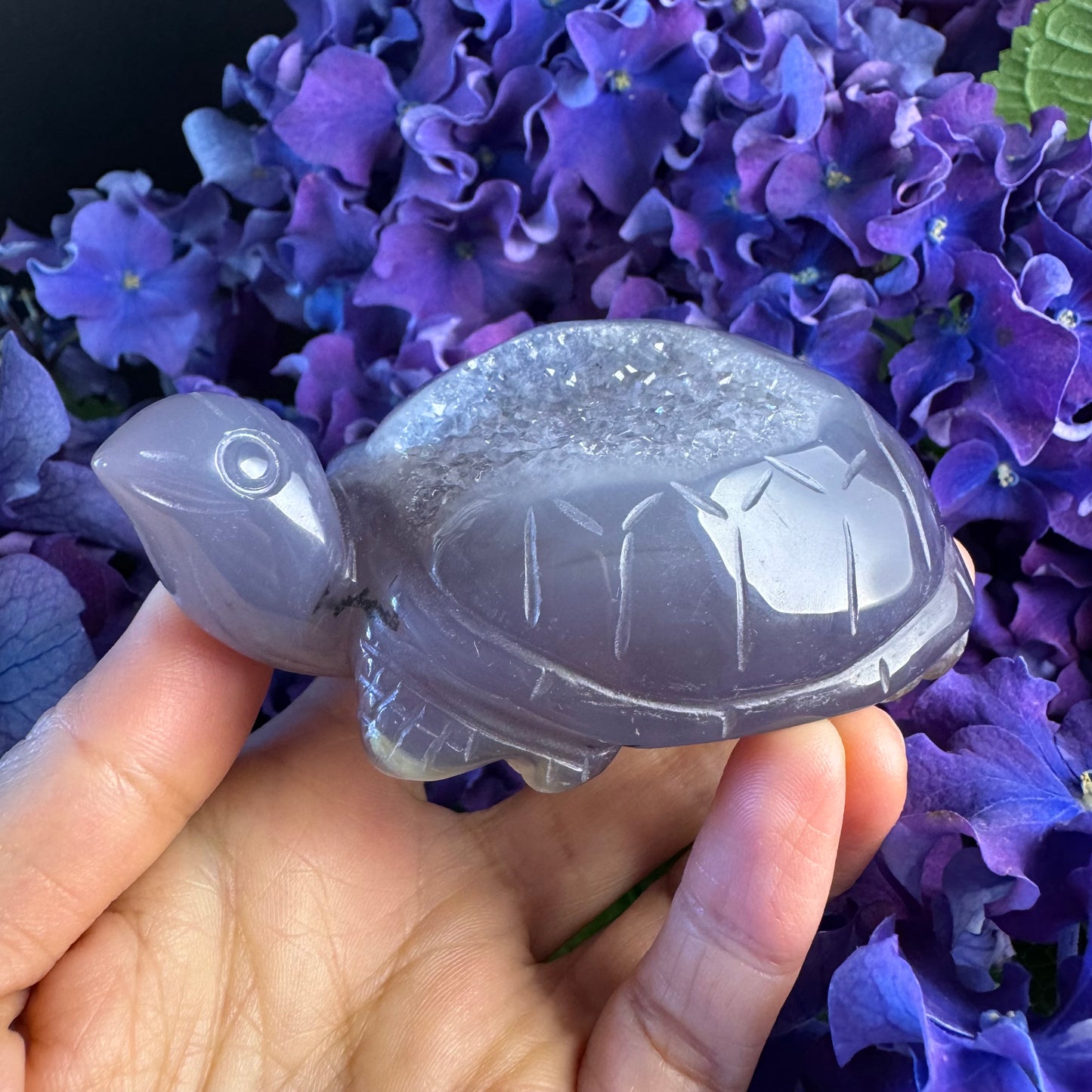 Treasure Turtle of AbundanceT#006