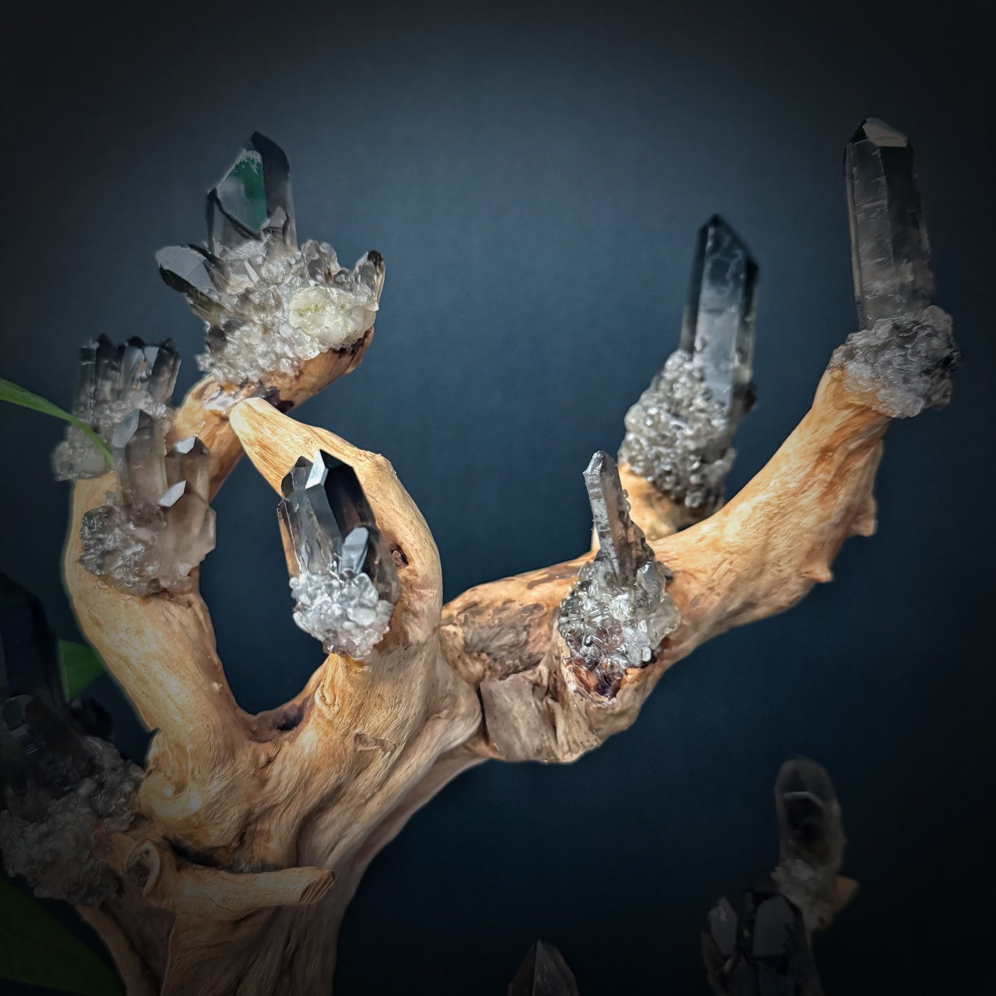 Tree of Grounding · Smoky Quartz on Ancient Wood