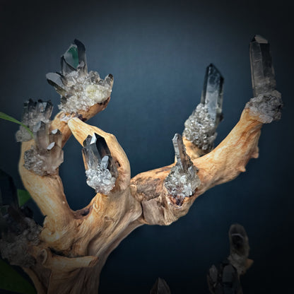 Tree of Grounding · Smoky Quartz on Ancient Wood