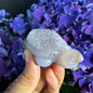 Treasure Turtle of AbundanceT#004