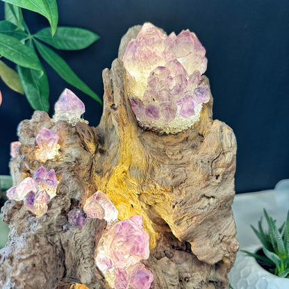 Mountain Flame · Amethyst Light on Ancient Wood