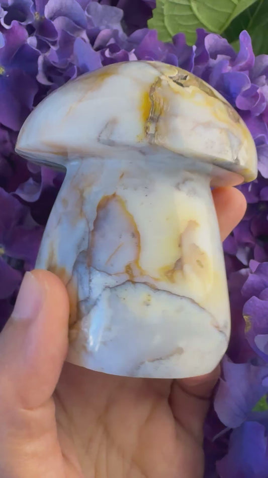 Ocean Wisdom Mushroom