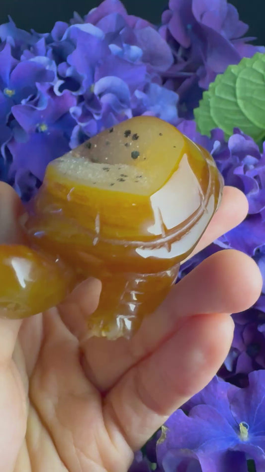 Treasure Turtle of AbundanceT#009